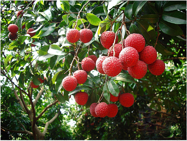 荔枝物流如何突破？物流專家這樣說；中港物流,中港專線,中港拖車運輸,深圳到香港物流-深圳東勝物流公司,中港專線物流